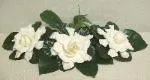 Gardenias!