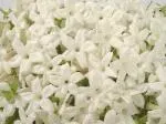 Stephanotis Flowers