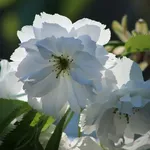 Gardenia