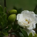Gardenias