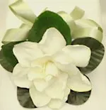 Gardenia Corsage