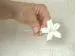Nosegay Step 5